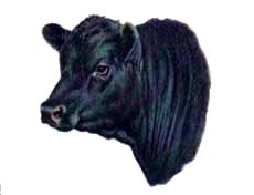 Aberdeen angus